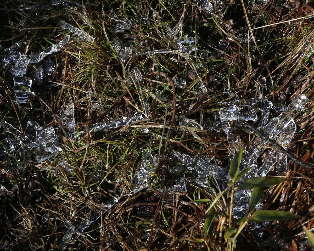 树枝上的冰凌融化后掉在草地上